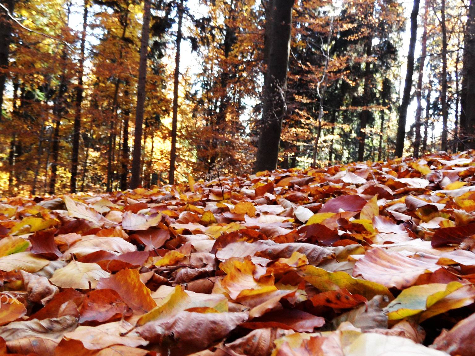 Im Vordergrund Laubboden, im Hintergrund ein Laubwald. Die Sonne scheint auf die Bäume.