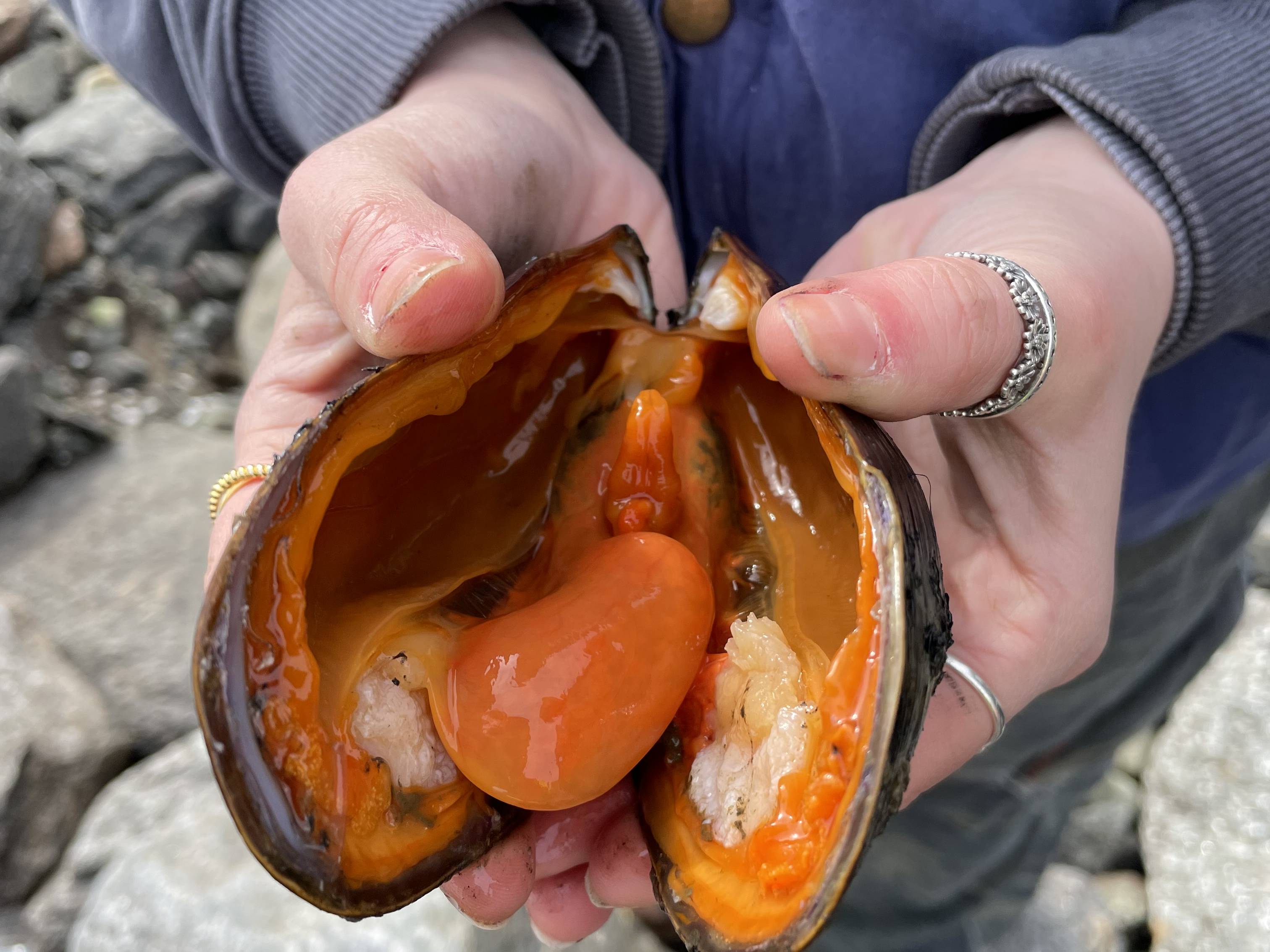 Rückstände von Munitionschemikalien finden sich unter anderem in Muscheln.