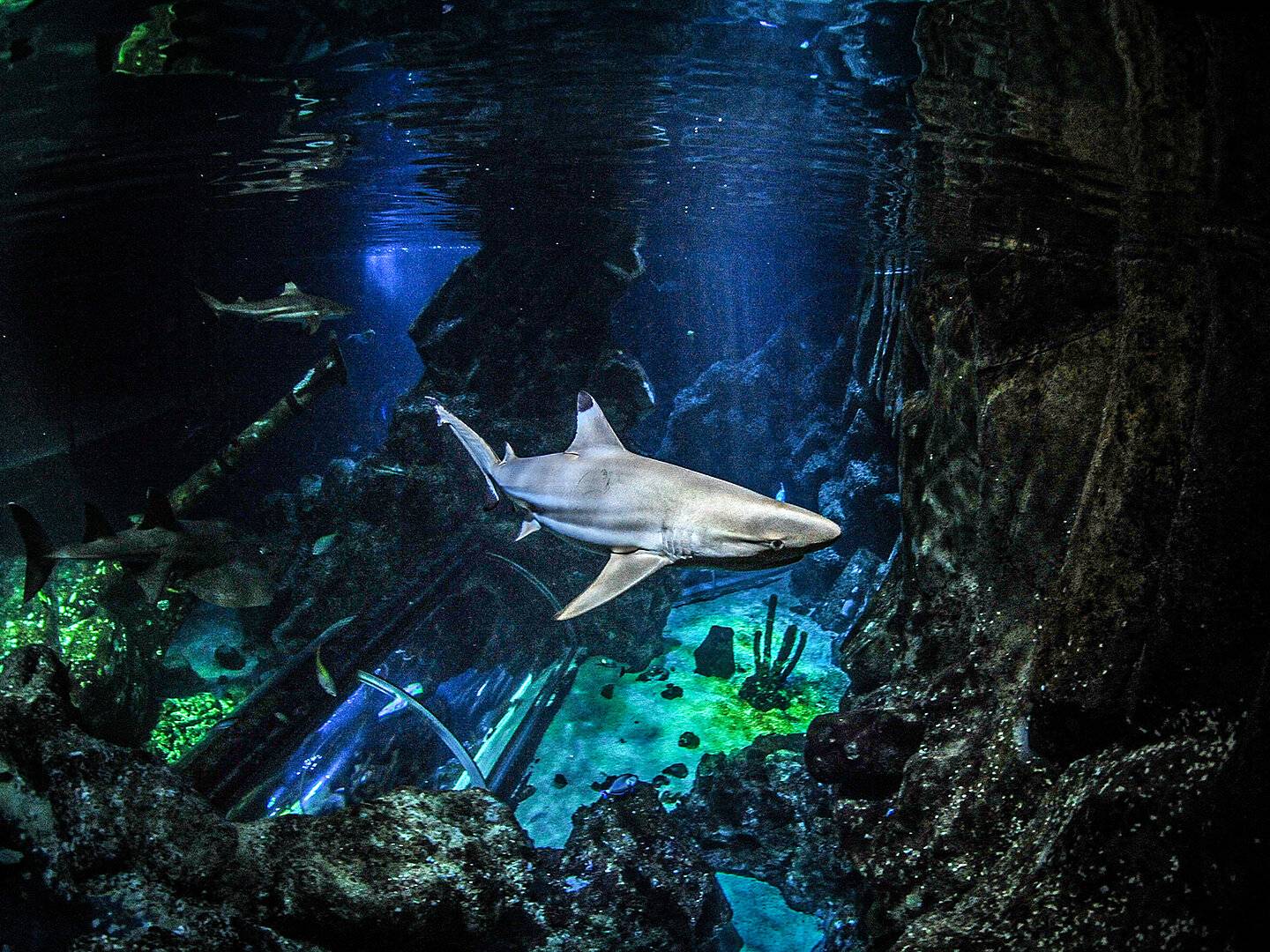 Ein Hai schwimmt im Meer